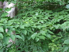 Acalitus ferrugineum