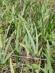 Iris pumila