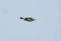 Merops viridis