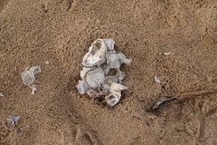 Ostreidae