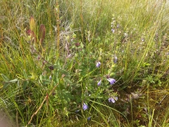 Scutellaria galericulata