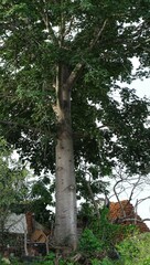 Ceiba pentandra