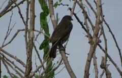 Xanthocephalus xanthocephalus