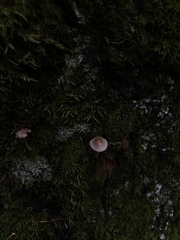 Mycena haematopus