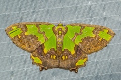 Agathia hemithearia