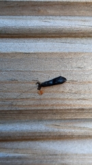 Mystacides azureus