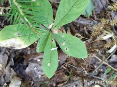 Lysimachia europaea