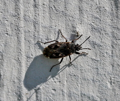 Sphragisticus nebulosus