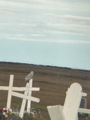 Bubo scandiacus