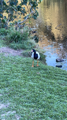 Anseranas semipalmata