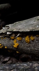 Dacrymycetaceae