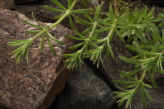 Galium spurium