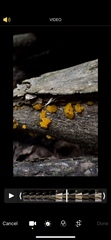 Dacrymycetaceae
