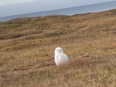Bubo scandiacus