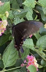 Papilio bianor thrasymedes