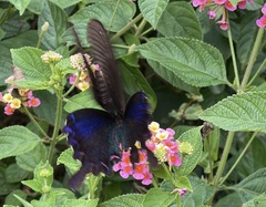 Papilio bianor thrasymedes