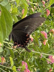 Papilio bianor thrasymedes