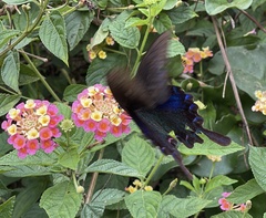 Papilio bianor thrasymedes