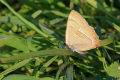 Thecla betulae