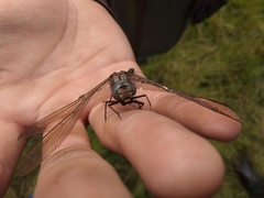 Aeshna caerulea