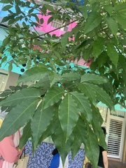 Crateva adansonii formosensis