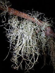 Ramalina farinacea