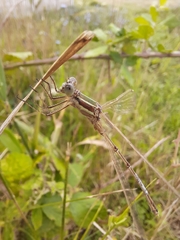 Lestes barbarus