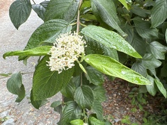 Cornus sericea