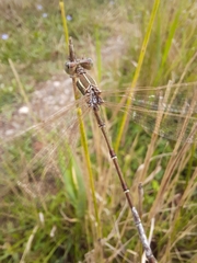 Lestes barbarus