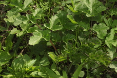 Heracleum sphondylium sibiricum