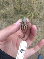 Decticus verrucivorus