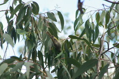 Ptilotula penicillata