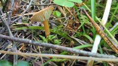 Cystoderma amianthinum