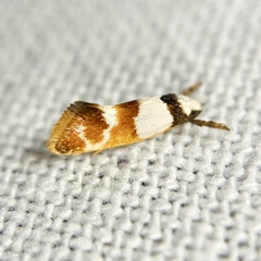 Crepidosceles glycydora