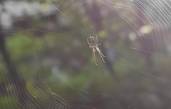 Larinioides sclopetarius