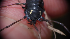 Paranemastoma quadripunctatum