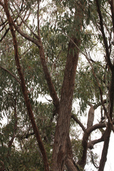 Eucalyptus planchoniana