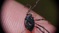 Paranemastoma quadripunctatum