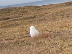 Bubo scandiacus