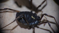 Paranemastoma quadripunctatum