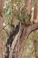 Eucalyptus planchoniana