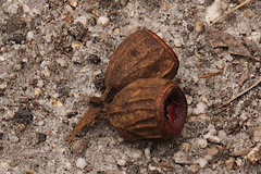 Eucalyptus planchoniana