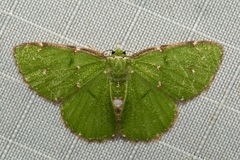 Chlorochromodes dialitha