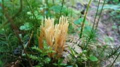 Ramaria