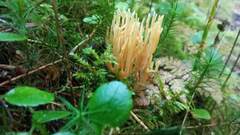 Ramaria