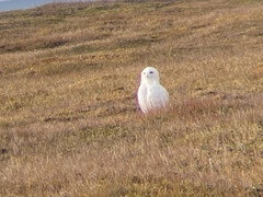 Bubo scandiacus