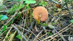 Cystoderma amianthinum
