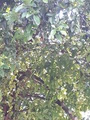 Todirostrum cinereum