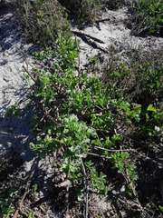 Pelargonium gibbosum