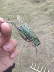 Decticus verrucivorus